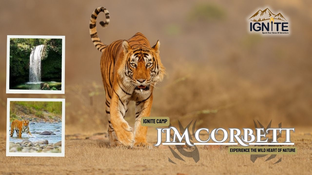 Wildlife safari experience in Jim Corbett National Park